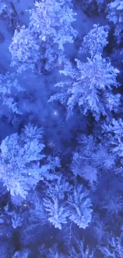 Aerial view of a snowy, icy blue forest landscape.