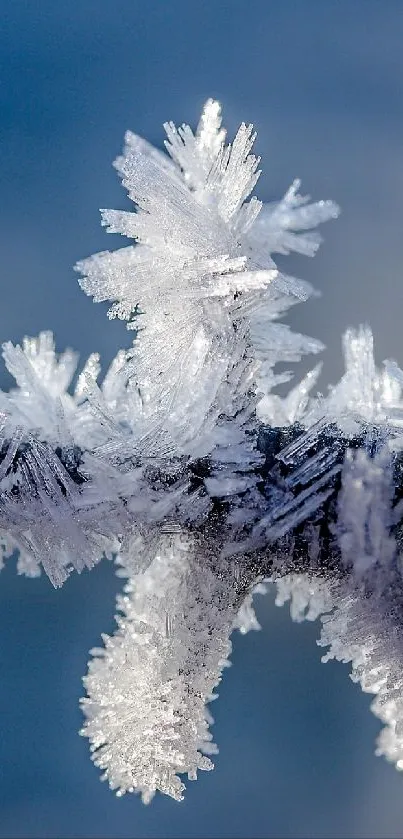 Close-up of a frosty branch against a blurred blue-gray background.