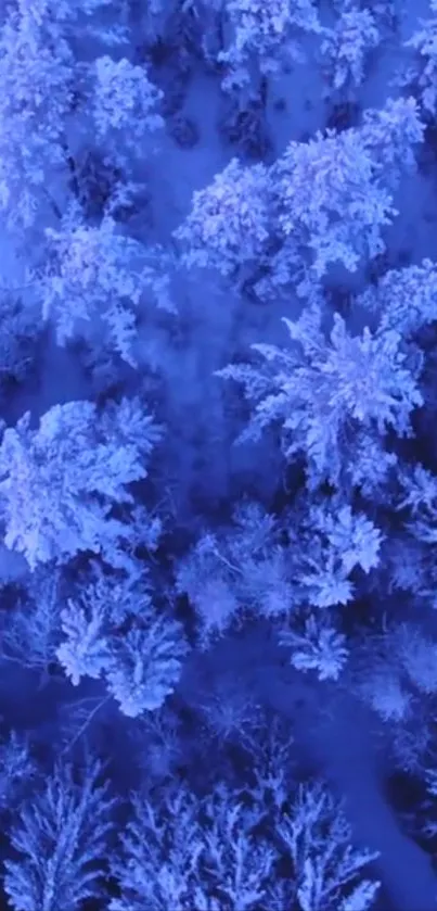 Aerial view of snow-covered trees in a blue-toned forest landscape.