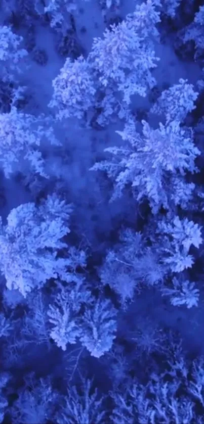 Aerial view of a snowy, icy blue forest in winter.