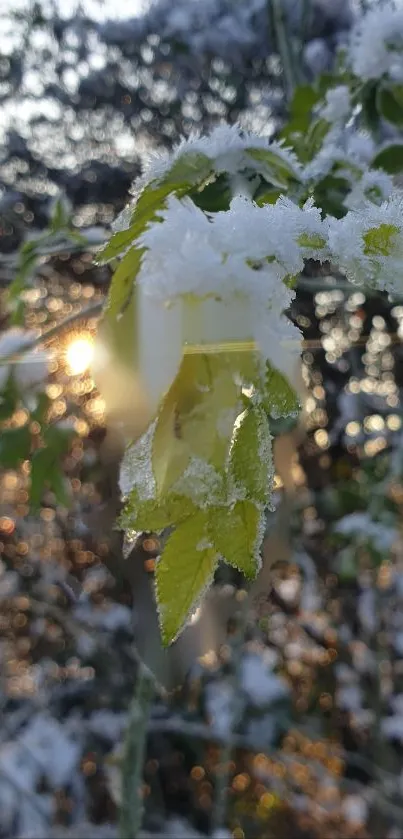 Close-up of a frosty leaf with sunlight in the background.