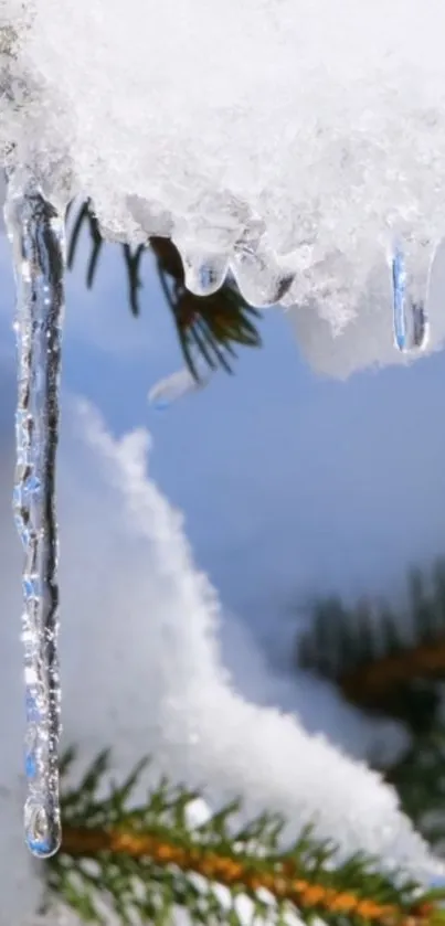 Icicles hanging from snowy pine branches with soft winter background.