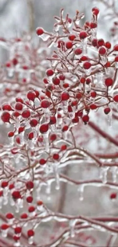 Frost-covered red berries on branches in a winter landscape.