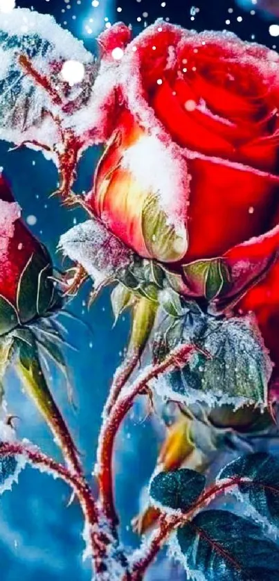 A vibrant red rose covered in frost against a blue background.