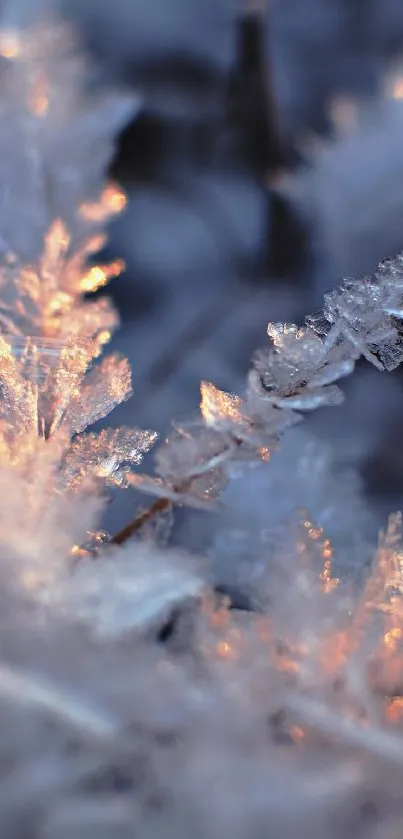 Close-up of icy frost crystals with a soft blue backdrop.