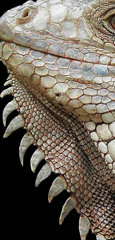 Close-up of iguana showcasing textured scales.