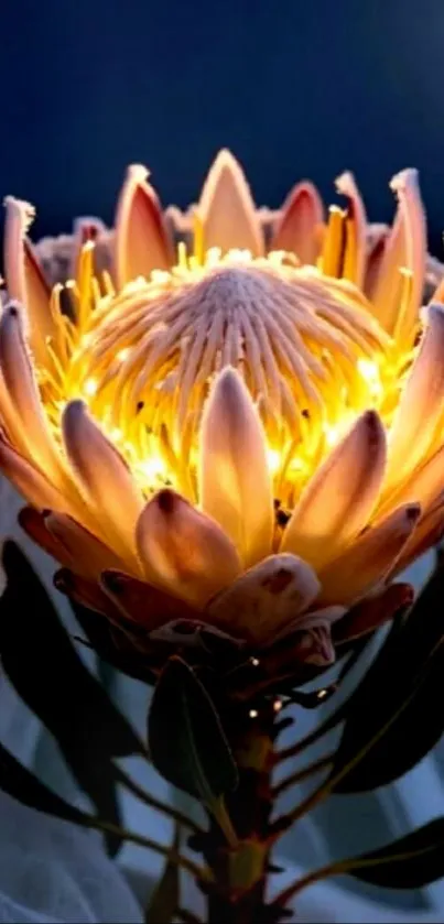 Illuminated flower with glowing petals in the night.