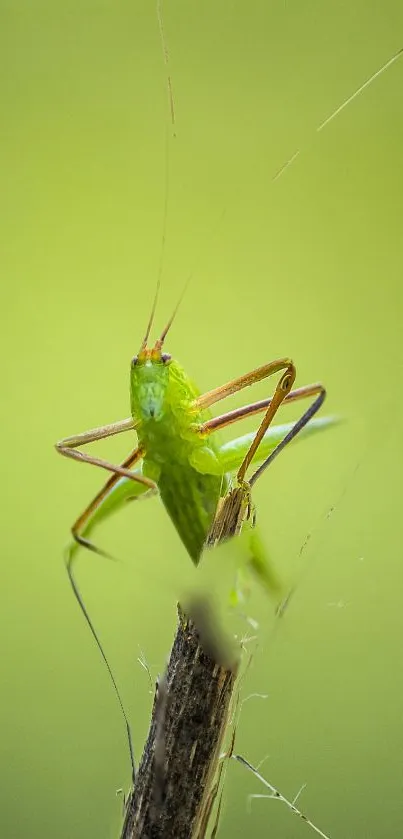 Insect Arthropod Eye Live Wallpaper