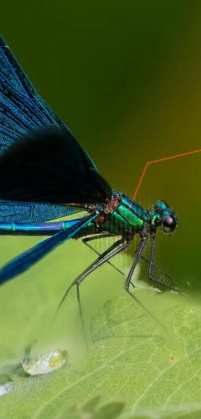 dragon........fly Live Wallpaper