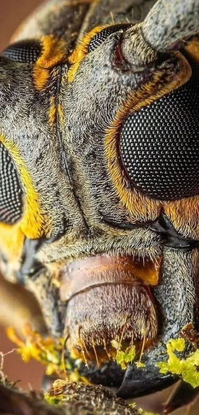 Macro shot of an insect showing vibrant colors and intricate details.