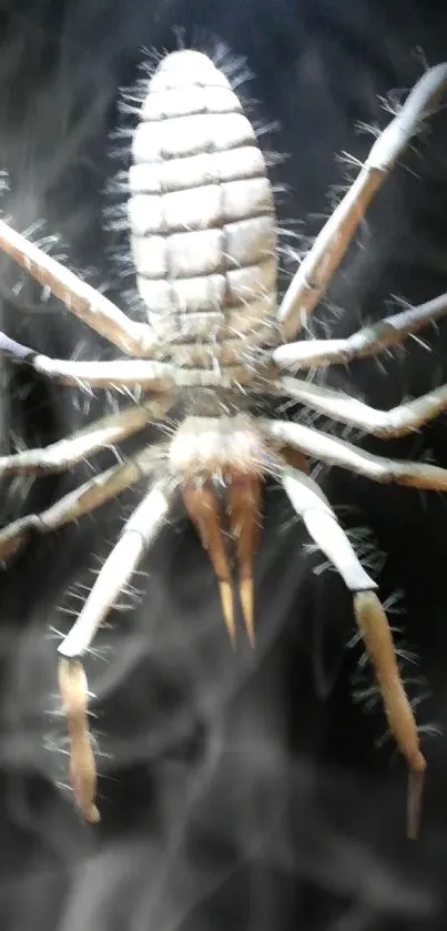 Close-up of an insect against a black surface with detailed textures.