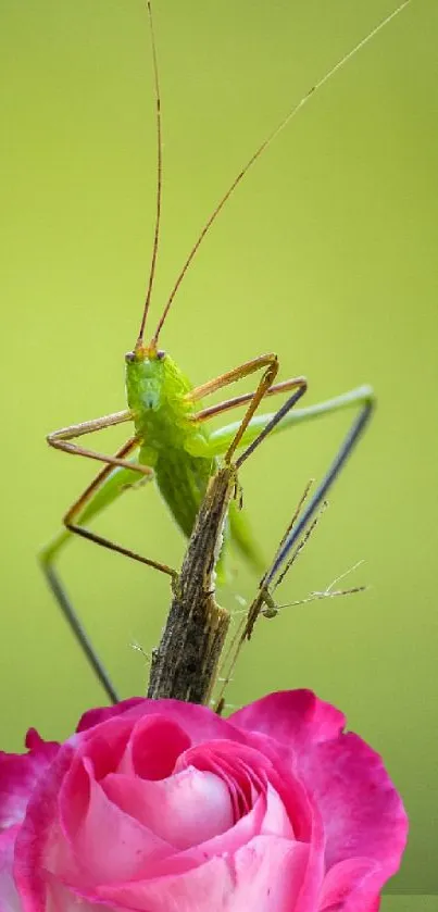 Green insect perched on a pink rose against a green background.