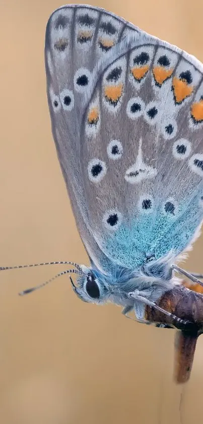 Butterfly  Live Wallpaper