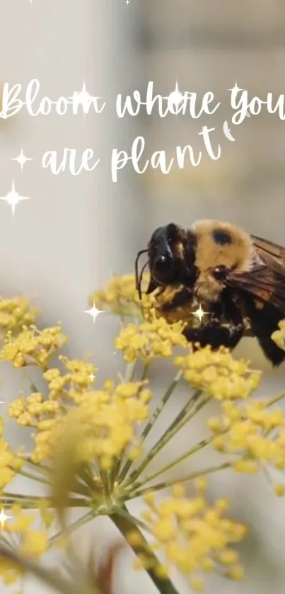 Bee on yellow flowers mobile wallpaper with 'Bloom where you are planted' text.