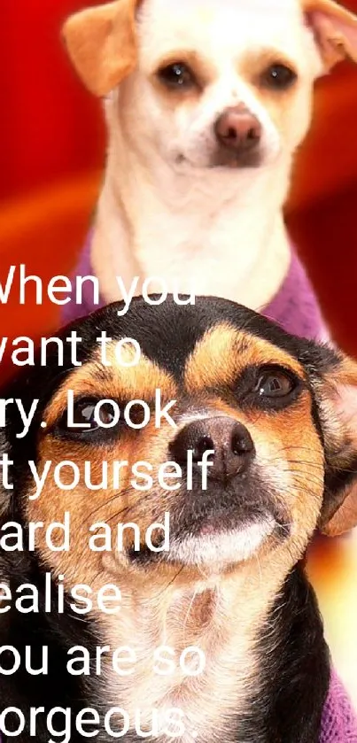 Adorable dogs with inspirational quote on vibrant red background.