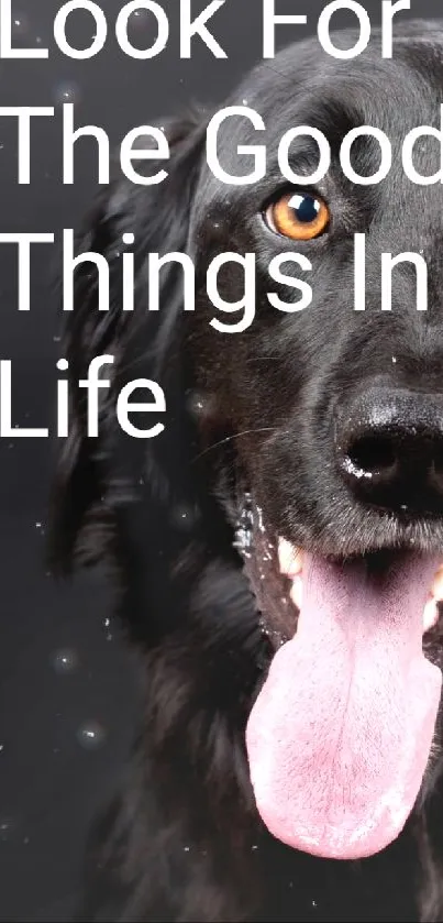 Dark gray wallpaper featuring a happy black dog with an inspiring quote.