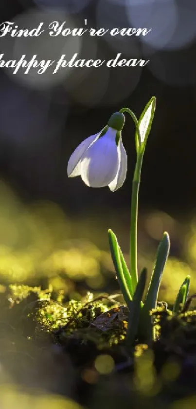 Inspirational wallpaper with blooming flower in natural light.