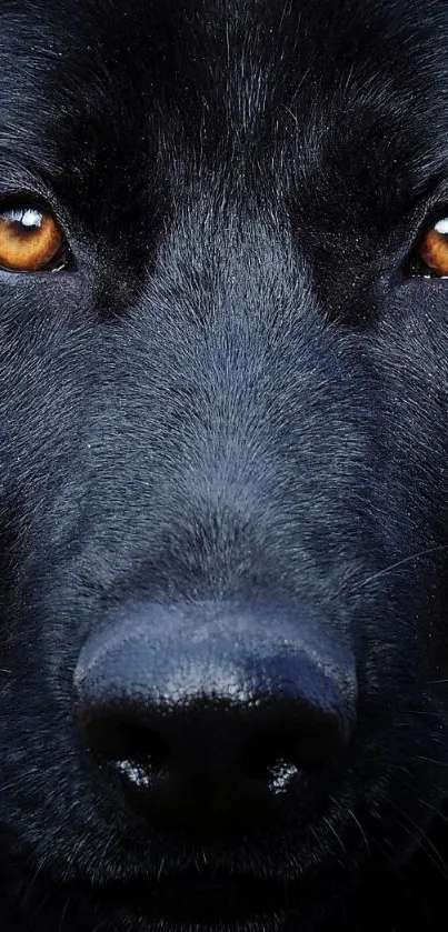 Close-up of a black dog's face with intense amber eyes.