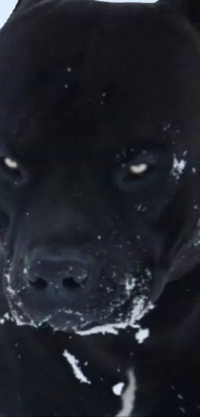 Intense black dog with snow on face.