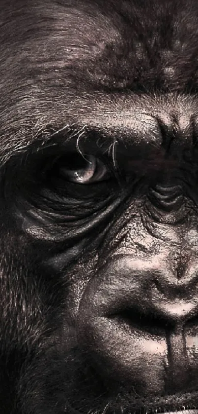 Intense gaze of a gorilla in a dark-themed portrait.