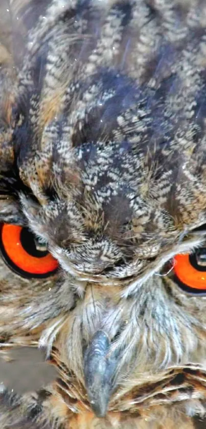 Close-up of owl's intense orange eyes with a detailed feather background.