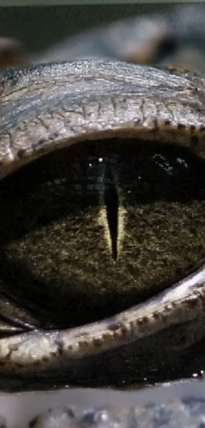 Close-up of a reptile's eye with intricate textures and brown hues.