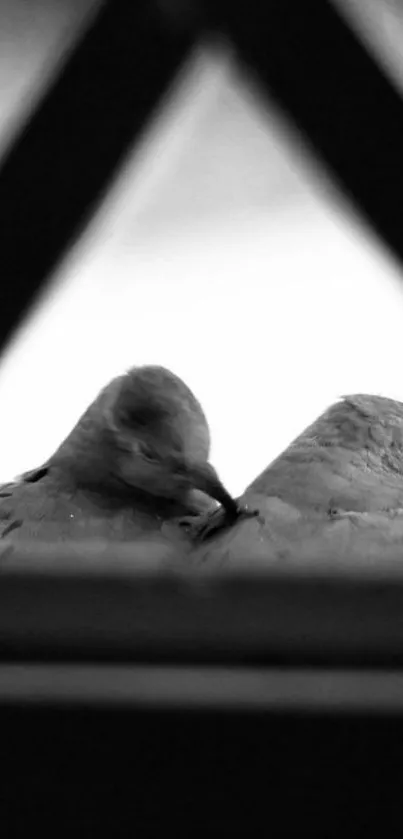 Black and white wallpaper of doves in an intimate moment.