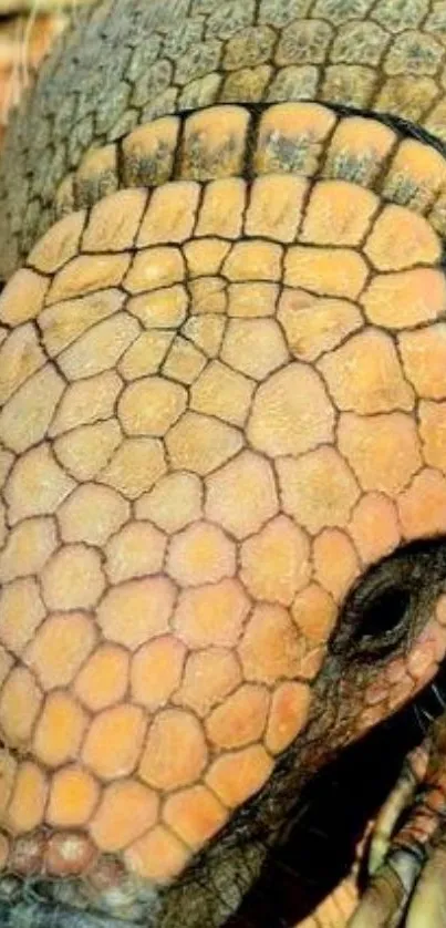 Close-up of an armadillo's intricate shell pattern.