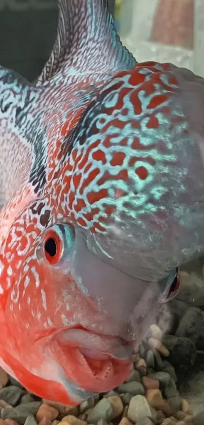 Close-up of colorful Flowerhorn fish in vibrant reds and blues.