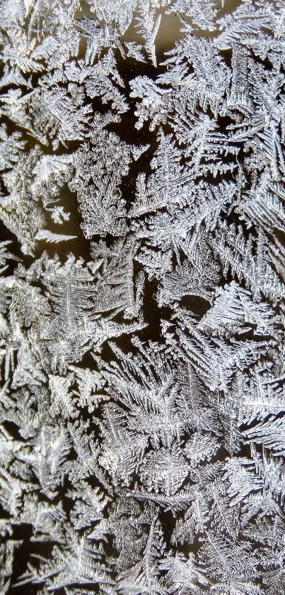 Intricate frost pattern mobile wallpaper with delicate ice crystal designs.