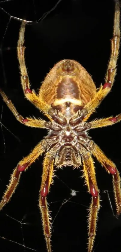 Close-up of a vibrant spider on a web with a dark background.