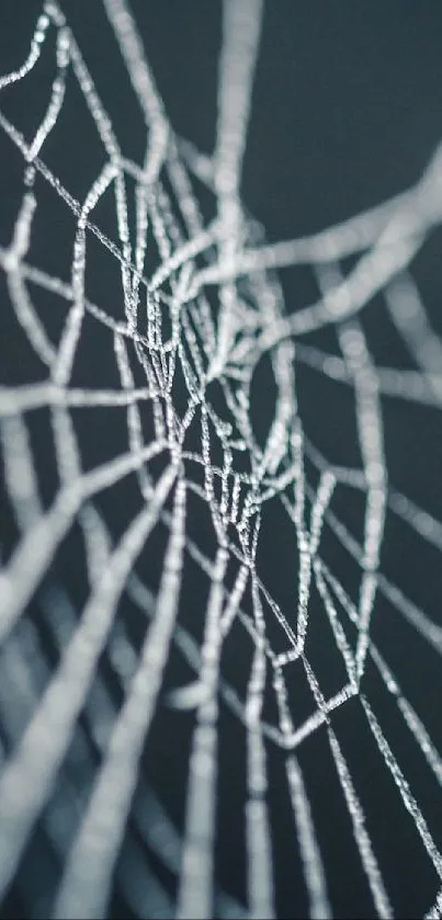 Intricate spider web design on a dark blue background.