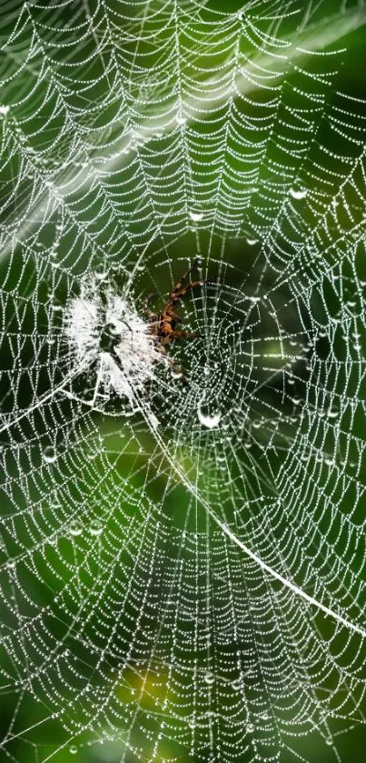 Intricate spider web with dew drops on a green background.