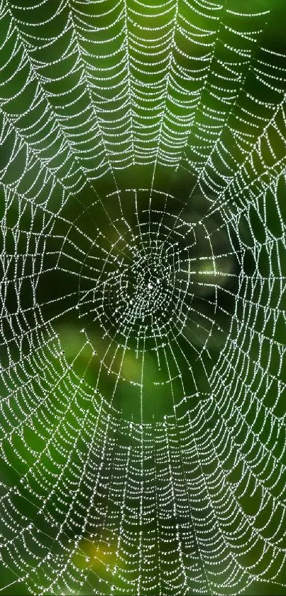 A close-up of an intricate spider web with dewdrops on a lush green background.