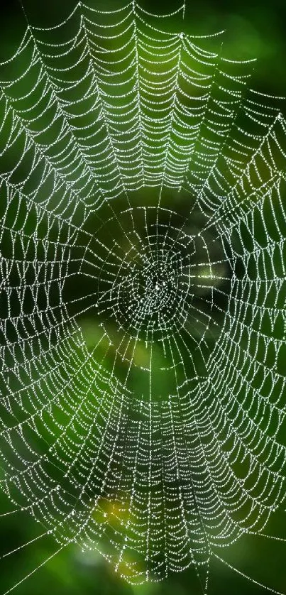 Intricate spider web on a vibrant green background.