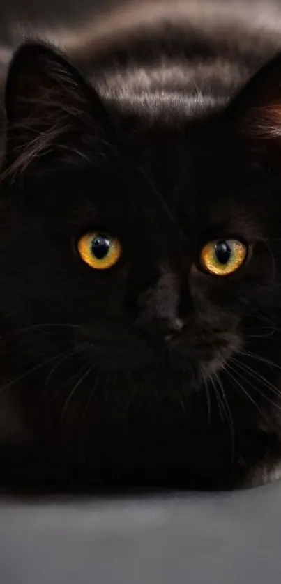 Black cat with bright golden eyes on dark background.