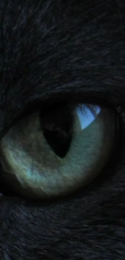 Close-up of a cat's eye showcasing detailed textures in dark tones.