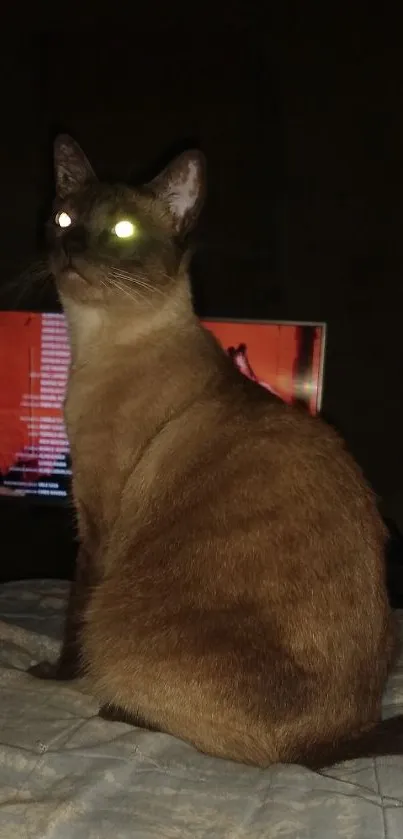 Cat with glowing eyes in dimly lit room.