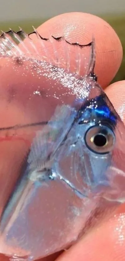 Close-up of a translucent iridescent fish in hand.