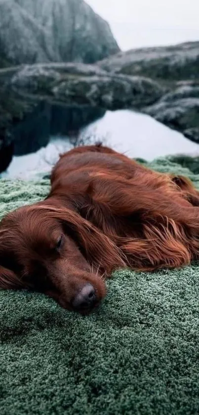 Irish Setter dog sleeping on lush green moss outdoors.