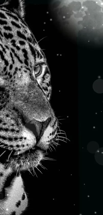 Black and white jaguar with moonlight background.