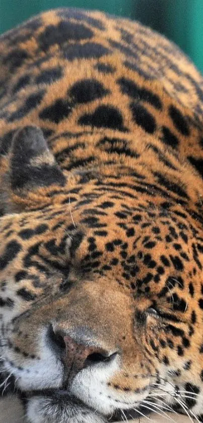 Close-up of a majestic jaguar with a focus on its striking fur pattern.