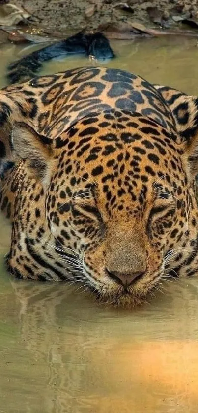 Jaguar relaxing in a calm water setting, showcasing its natural beauty.