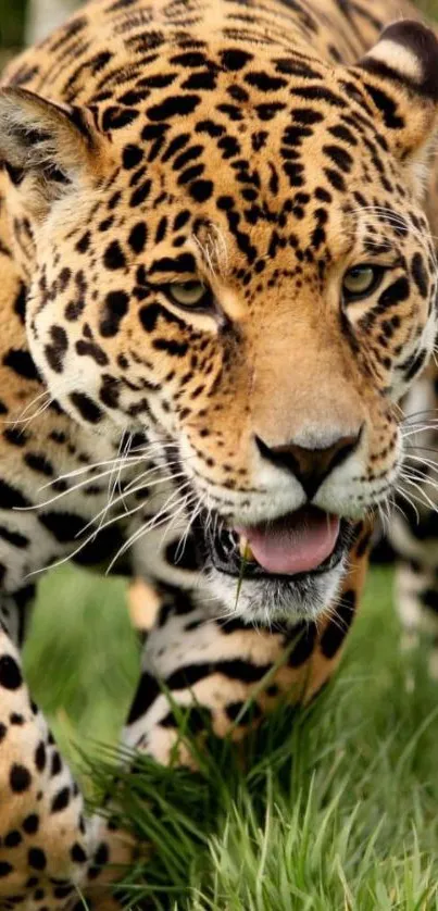 Jaguar close-up in green grass, wildlife wallpaper.