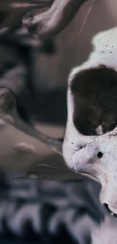 skull Live Wallpaper