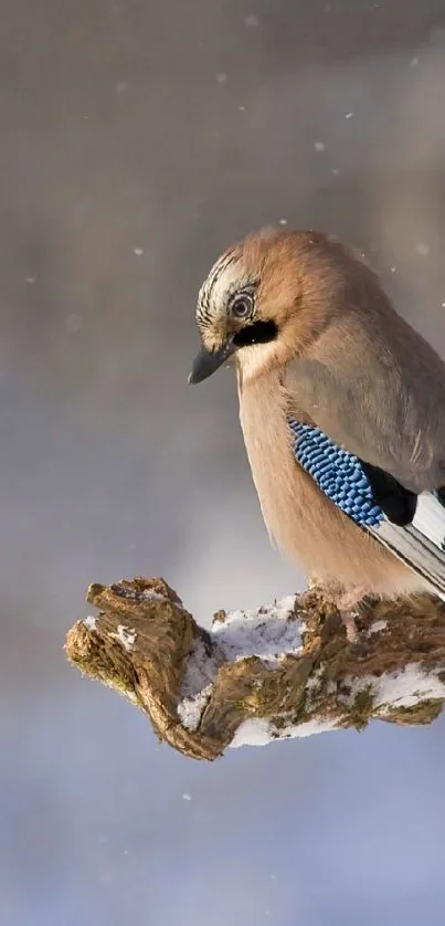 Eurasian jay bird perched on a snowy branch in natural setting.