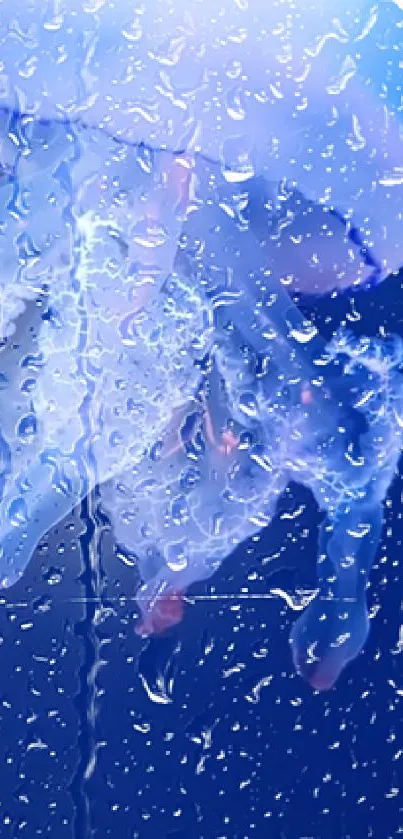 Jellyfish and raindrops on glass with blue background wallpaper.