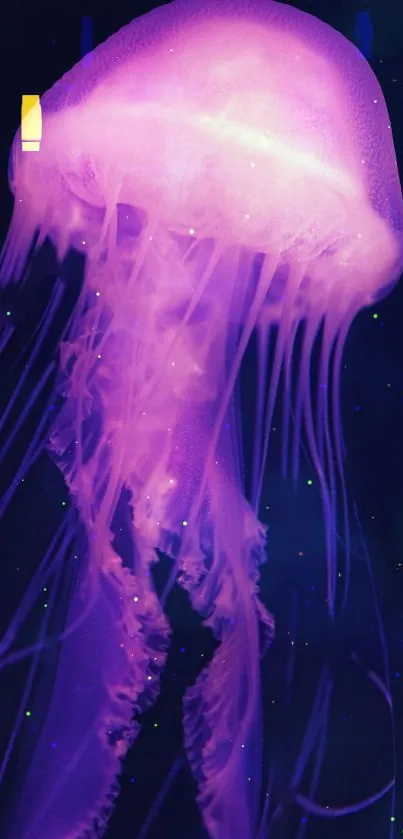 Jellyfish Bioluminescence Marine Invertebrates Live Wallpaper