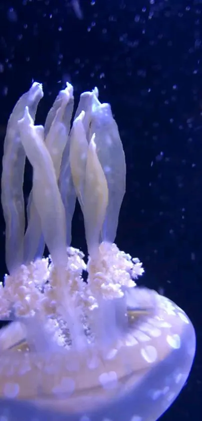 A graceful jellyfish glows softly against a dark blue underwater background.