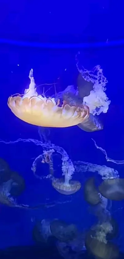 Jellyfish gracefully swimming in deep blue ocean water.